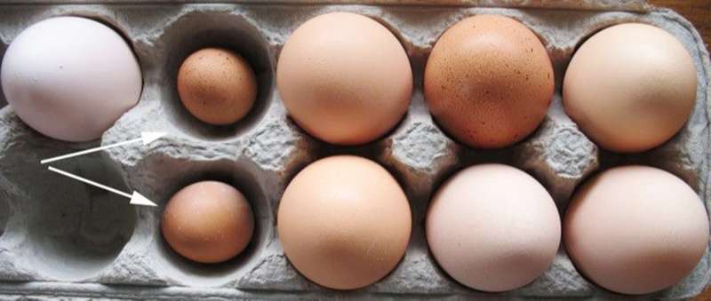 Lượng calo trong trứng phụ thuộc vào kích thước
